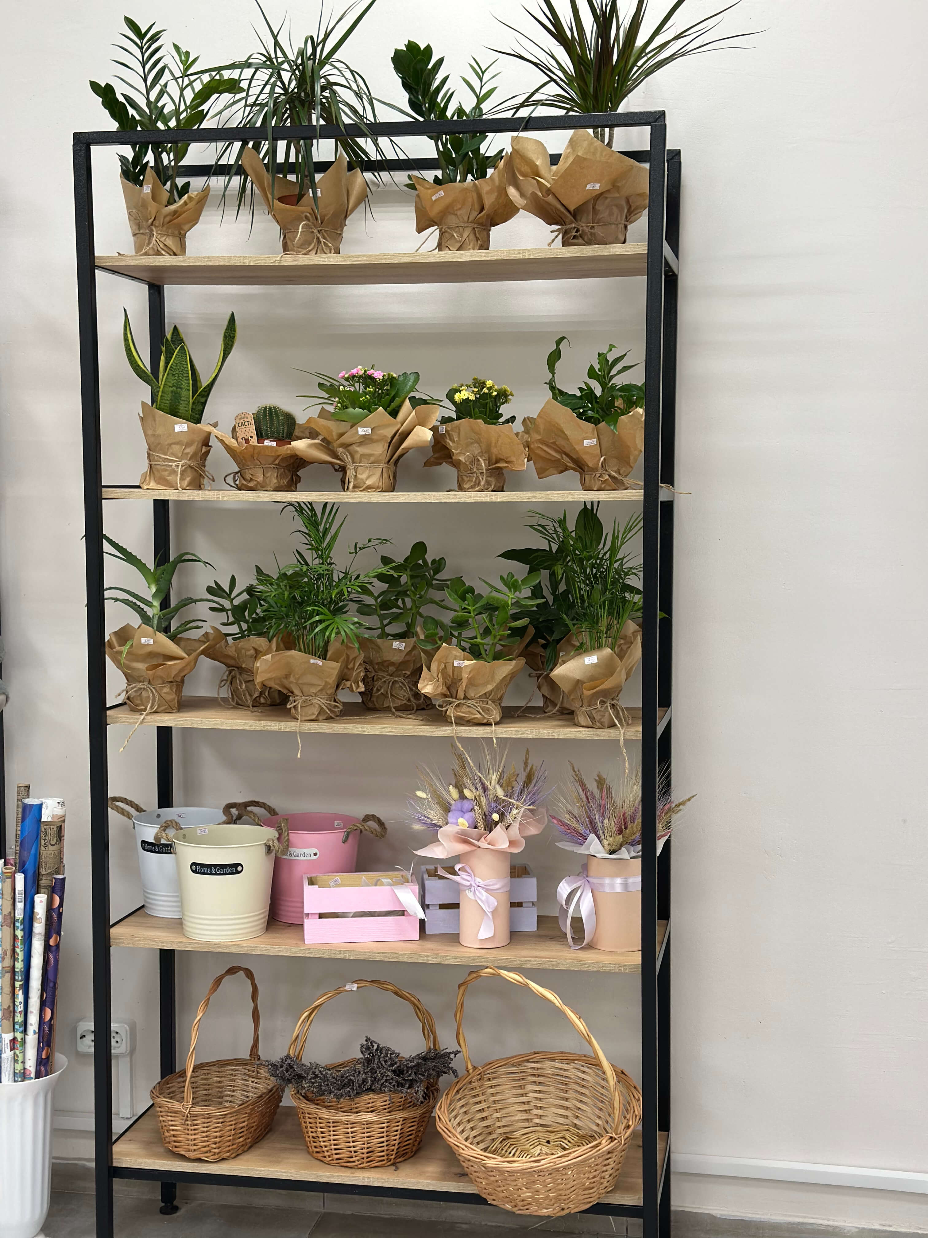 Категорія Кімнатні рослини