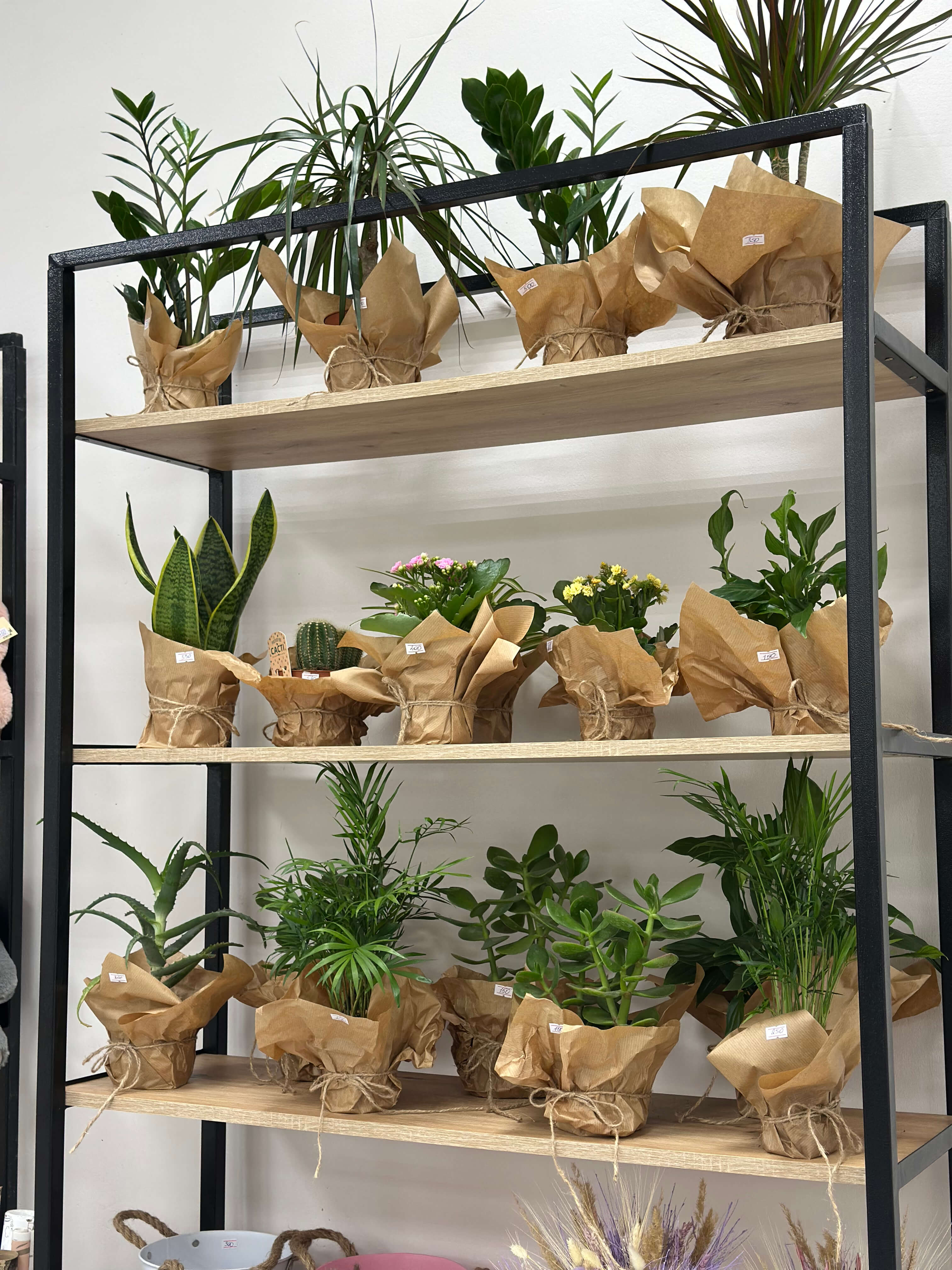 Категорія Кімнатні рослини